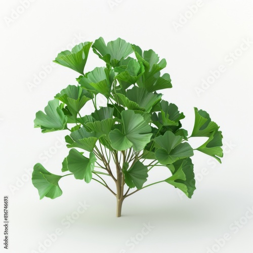 Ginkgo tree with leaves on a white background