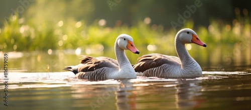 Greylag Geese wading in the water at Whitlingham Broad near Norwich Norfolk. copy space available