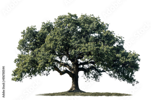 large tree with green leaves stands alone on a transparent background. The tree is the main focus of the image, and its size and color contrast with the white background. Concept of calm and serenity