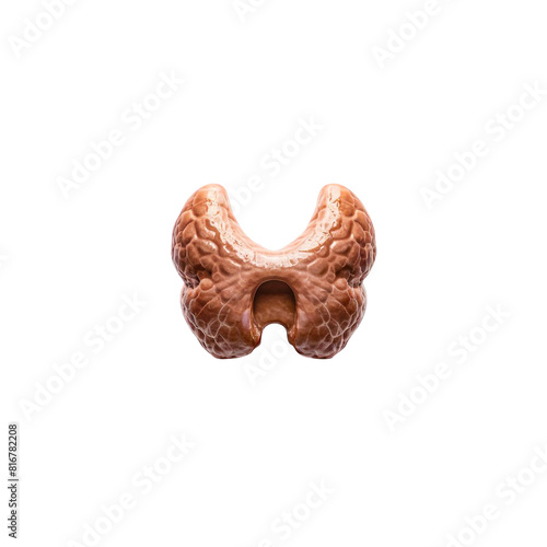 Image of the thyroid gland transparent photo