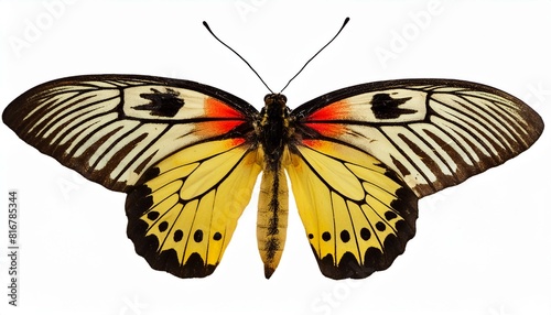 Real Pressed butterfly flower animal insect. isolated with white background