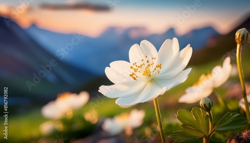 Close-up flor blanca con grandes pistilos 