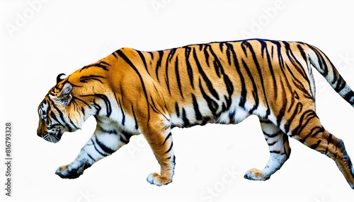 Wildlife animal mammal tiger.. isolated with white background