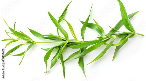 A high-resolution photograph of tarragon sprigs on a white background, capturing the narrow, aromatic leaves