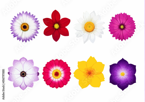 a bunch of different colored flowers on a white background