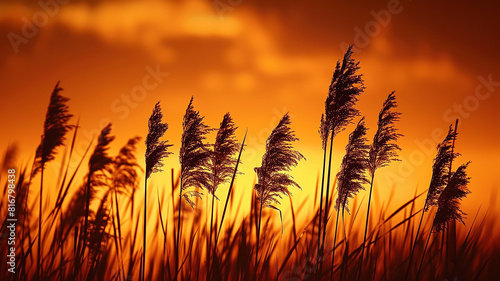 silhouettes of tall reeds with sunsets in the style