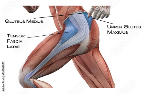 Lateral Line of th thigh - upper glutes maximus, gluteus medius, tensor fascia latae