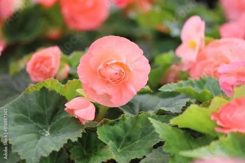 Beautiful pink begonia flowers in garden. Close up.