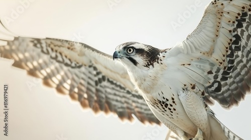 Documentary photography style of a raptor in flight