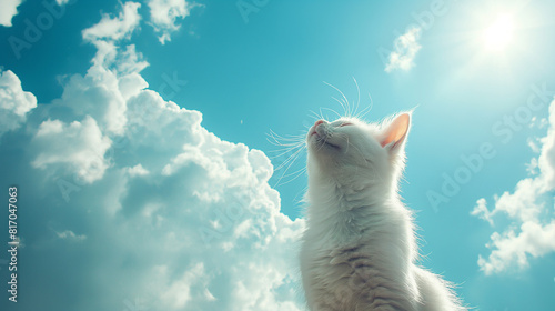 Pets going to heaven, blue sky, clouds