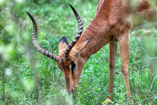 impala antelope grazing on green grass in the bush