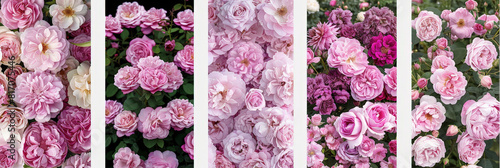 A row of pink roses, in various stages of blooming, stands in a well-kept garden. The flowers delicate petals contrast beautifully against the green foliage, creating a vibrant scene
