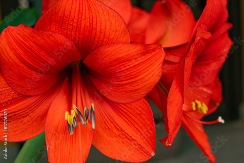 red flower amaryllis close up