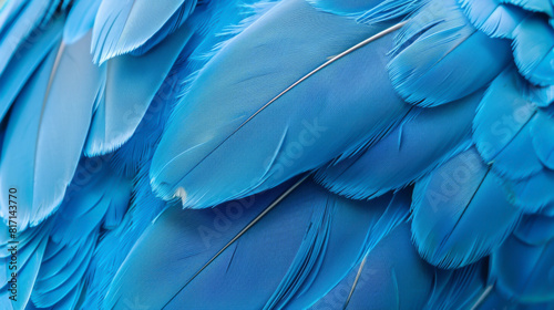 A close up of blue feathers, with a focus on the intricate patterns and textures. The feathers appear to be from a bird, possibly a parrot, and they are arranged in a way that creates a sense of depth
