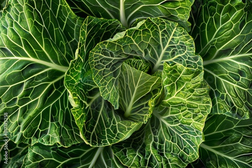 Close up of a green cabbage leaf, a leaf vegetable plant