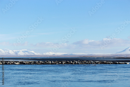 Seals sunbathing and swimming. On the beach in the mountainous snowy landscape of Iceland.