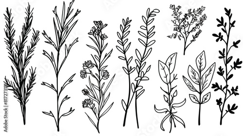 Set of hand drawn Italian Provencal and Greek herbs