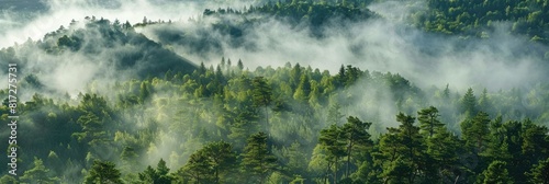 Forest Wallpaper. Aerial View of Misty Forest with Mountain Silhouettes