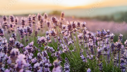 close up lavender flowers in beautiful field at sunset