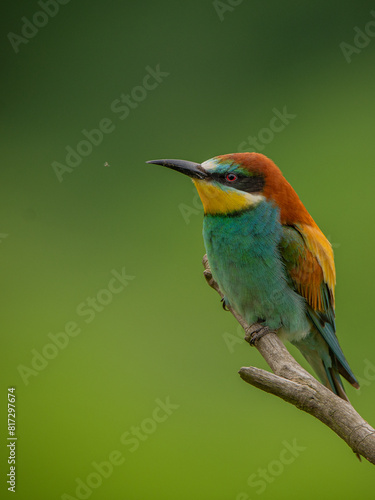 Bee eater Merops apiasterżołna