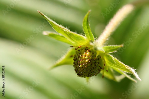 The transformation of strawberry flowers into fruit; macro photo of the fruit in formation (sepals, stamens, floral receptacle, achene); Fragaria Vesca