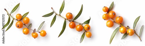sea buckthorn isolated on white background