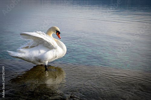 Cisne