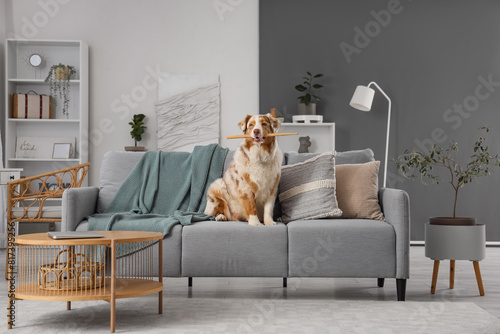 Cute Australian Shepherd dog with drum sticks sitting on sofa at home