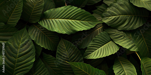 Kratom leaves crushed underfoot, their earthy aroma still clinging to the air. 