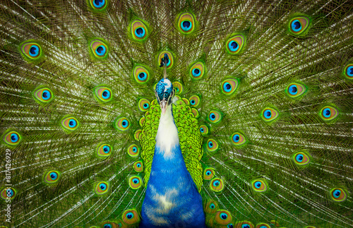 Pavo real azul en alta definición abriendo su hermosa y vibrante cola verde.