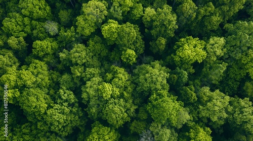 An overhead view of a dense forest canopy in spring, the new leaves creating a vibrant green blanket. 32k, full ultra HD, high resolution