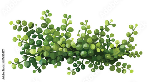 Sea grapes or green caviar algae. Caulerpa Lentillife