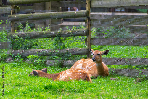 A portrait of sitatunga antelope in zoo forest