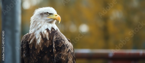 A bald eagle perched on a falconry stand in Saarburg with copy space available for text or images