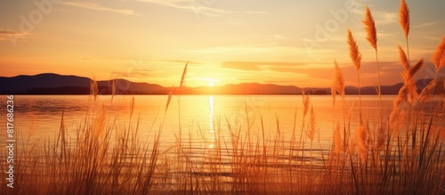 A serene lake at sunset with a picturesque foreground of reeds and plants and a sun gently descending on the horizon Copy space image