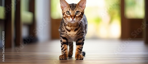 A cute bengal cat with shallow depth of field scratches a post at home leaving copy space for text