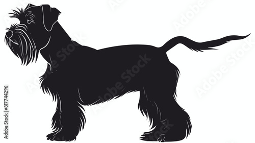 Silhouette of cute schnauzer dog on white background