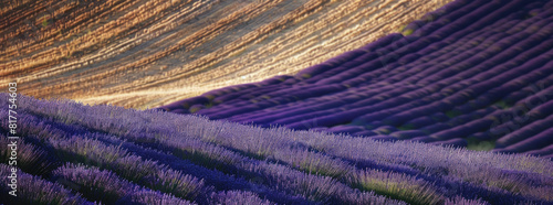 Stunning landscape with lavender field at sunrise