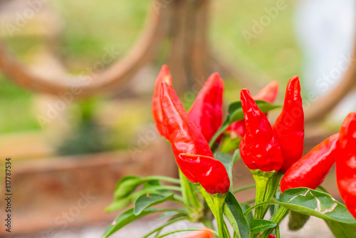 Selective focus shot of red chili peppers growing abundantly in a garden