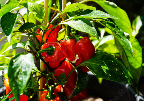rote Früchte der Chilipflanze Capsicum