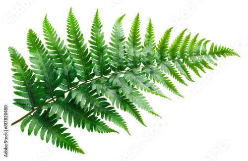 Large green fern leaf, cut out - stock png.