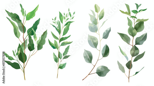 Eucalyptus gunnii branches realistic vector illustration