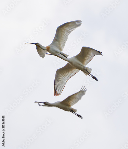 Spoonbill birds in flight
