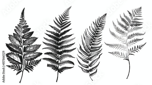 Fern realistic Four. Hand drawn sprouts frond leaves