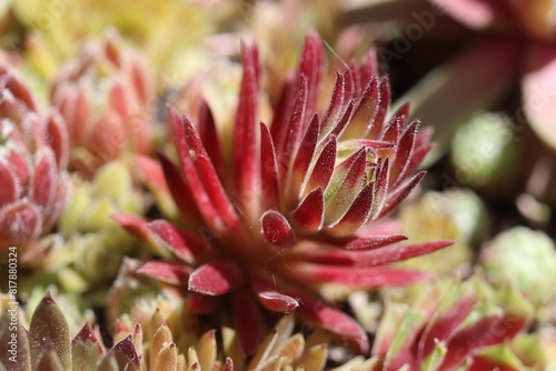 Sempervivum Devil's Touch Rojnik