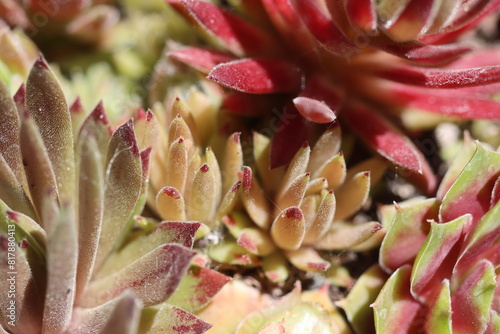 Sempervivum Devil's Touch Rojnik