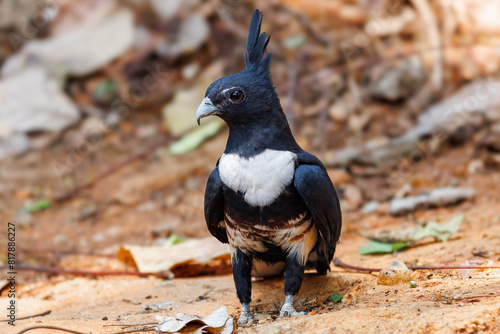 Black baza