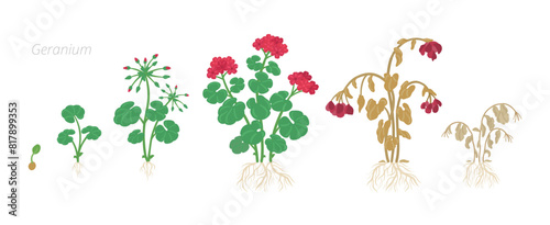Vector Illustrations of Geranium Flower Growth Stages Perfect Guide for Gardeners and Designers.