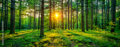 Serene Sunrise Through Dense Forest Trees with Lush Green Foliage and Soft Sun Rays
