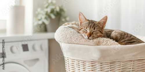 Tabby cat sleeping in a laundry basket in a cozy laundry room. Concept of home comfort, relaxation, and domestic tranquility